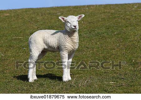 "Lamb, Domestic Sheep (Ovis ammon f. Aries) on a dyke, Schleswig-Holstein, Germany, Europe" View Large Photo Image Stock Photography - "Lamb, Domestic Sheep (Ovis ammon f. Aries) on a dyke, Schleswig-Holstein, Germany, Europe". Fotosearch