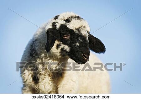 Lamb in front of a blue sky View Large Photo Image Picture - Lamb in front of a blue sky. Fotosearch