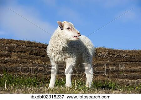 "Lamb, Moeorudalur farm, Iceland's highest situated farm, Highlands of Iceland, Iceland, Europe" View Large Photo Image Stock Photo - "Lamb, Moeorudalur farm, Iceland's highest situated farm, Highlands of Iceland, Iceland, Europe". Fotosearch