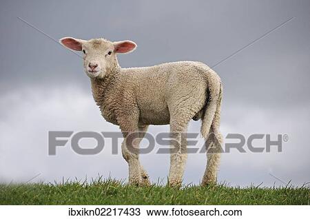 "Lamb on the dyke of the Elbe river at Kollmar, Schleswig-Holstein, Germany, Europe" View Large Photo Image Stock Image - "Lamb on the dyke of the Elbe river at Kollmar, Schleswig-Holstein, Germany, Europe". Fotosearch
