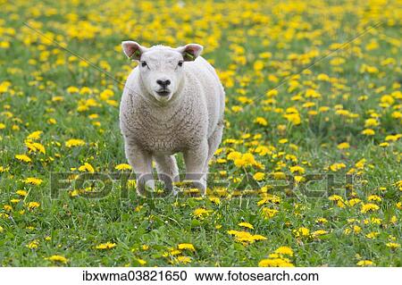 Stock Image - "Lamb (Ovis orientalis aries) standing in dandelion meadow, Texel, The Netherlands, Europe". Fotosearch