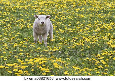 Stock Photograph - "Lamb (Ovis orientalis aries) standing in dandelion meadow, Texel, The Netherlands, Europe". Fotosearch