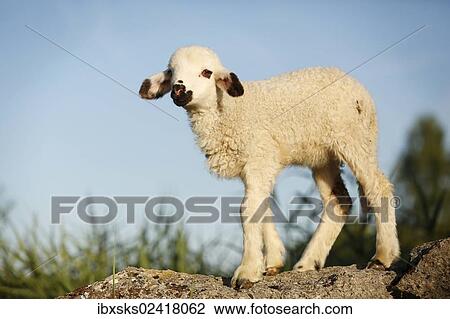 Lamb standing on a rock View Large Photo Image Stock Image - Lamb standing on a rock. Fotosearch