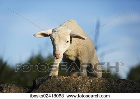 Lamb standing on a rock View Large Photo Image Stock Photo - Lamb standing on a rock. Fotosearch