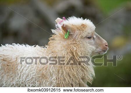 "Lamb with and ear tag, Faroe Islands, Denmark, Europe" View Large Photo Image Stock Photography - "Lamb with and ear tag, Faroe Islands, Denmark, Europe". Fotosearch