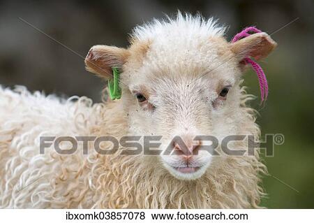 "Lamb with ear marks, Mykines, Faroe Islands, Denmark, Europe" View Large Photo Image Stock Photo - "Lamb with ear marks, Mykines, Faroe Islands, Denmark, Europe". Fotosearch