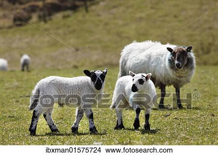 "Lambs, County Cork, Ireland, British Isles, Europe" View Large Photo Image Picture - "Lambs, County Cork, Ireland, British Isles, Europe". Fotosearch