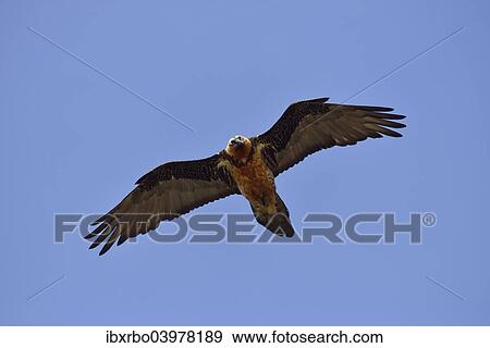"Lammergeier or Bearded Vulture (Gypaetus barbatus), Swiss National Park, Lower Engadin, Canton of Graubunden, Switzerland, Europe" View Large Photo Image Stock Photo - "Lammergeier or Bearded Vulture (Gypaetus barbatus), Swiss National Park, Lower Engadin, Canton of Graubunden, Switzerland, Europe". Fotosearch