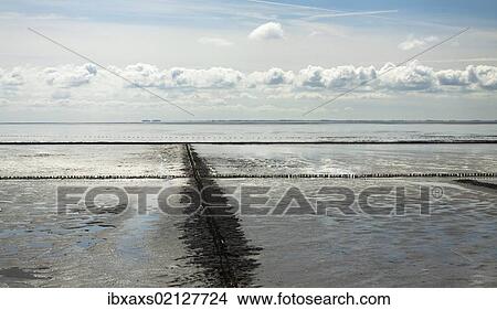"Land reclamation on the North Sea by groynes and fascines, North Frisia, Schleswig-Holstein, Germany, Europe, PublicGround, Europe" View Large Photo Image Picture - "Land reclamation on the North Sea by groynes and fascines, North Frisia, Schleswig-Holstein, Germany, Europe, PublicGround, Europe". Fotosearch