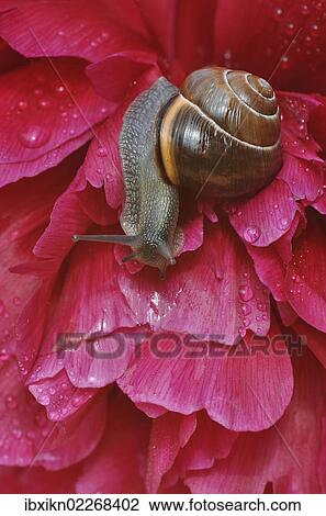 Land snail (Helicidae) on a peony (Paeonia) View Large Photo Image Stock Image - Land snail (Helicidae) on a peony (Paeonia). Fotosearch