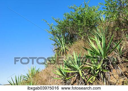 "Landscape along the Berenty road, Tolagnaro, Toliara Province, Madagascar, Africa" View Large Photo Image Stock Photograph - "Landscape along the Berenty road, Tolagnaro, Toliara Province, Madagascar, Africa". Fotosearch