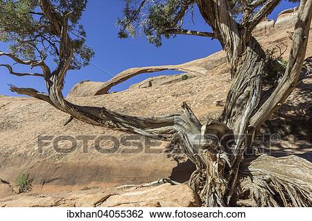 "Landscape Arch, natural arch, and a Utah Juniper (Juniperus osteosperma), Arches National Park, Moab, Utah, United States, North America" View Large Photo Image Stock Image - "Landscape Arch, natural arch, and a Utah Juniper (Juniperus osteosperma), Arches National Park, Moab, Utah, United States, North America". Fotosearch