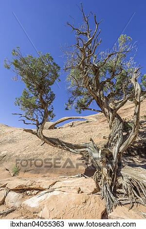 "Landscape Arch, natural arch, and a Utah Juniper (Juniperus osteosperma), Arches National Park, Moab, Utah, United States, North America" View Large Photo Image Stock Image - "Landscape Arch, natural arch, and a Utah Juniper (Juniperus osteosperma), Arches National Park, Moab, Utah, United States, North America". Fotosearch