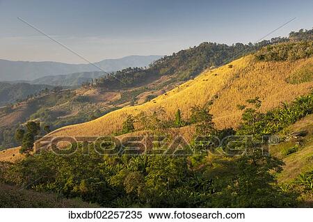 "Landscape, harvested maize fields, Northern Thailand, Thailand, Asia" View Large Photo Image Stock Photography - "Landscape, harvested maize fields, Northern Thailand, Thailand, Asia". Fotosearch