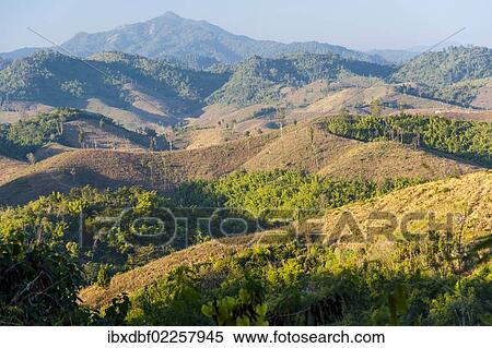 "Landscape, harvested maize fields, bamboo forest, Northern Thailand, Thailand, Asia" View Large Photo Image Stock Photography - "Landscape, harvested maize fields, bamboo forest, Northern Thailand, Thailand, Asia". Fotosearch