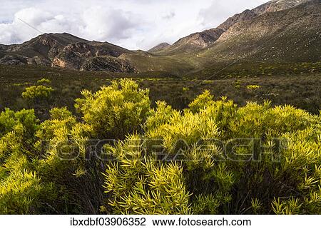 "Landscape in Gamkaskloof or """"Die Hel"""" Valley, Swartberg, Western Cape, South Africa, Africa" View Large Photo Image Stock Image - "Landscape in Gamkaskloof or """"Die Hel"""" Valley, Swartberg, Western Cape, South Africa, Africa". Fotosearch