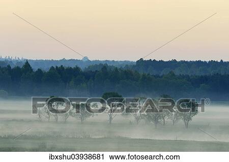 "Landscape in morning mist, Biebrza National Park, Podlaskie Voivodeship, Poland, Europe" View Large Photo Image Stock Image - "Landscape in morning mist, Biebrza National Park, Podlaskie Voivodeship, Poland, Europe". Fotosearch