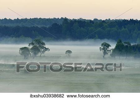 "Landscape in morning mist, Biebrza National Park, Podlaskie Voivodeship, Poland, Europe" View Large Photo Image Stock Image - "Landscape in morning mist, Biebrza National Park, Podlaskie Voivodeship, Poland, Europe". Fotosearch