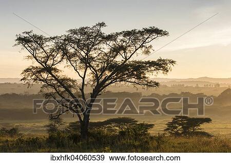 "Landscape in morning mist, Ishasha, Queen Elizabeth National Park, Uganda, Africa" View Large Photo Image Stock Photo - "Landscape in morning mist, Ishasha, Queen Elizabeth National Park, Uganda, Africa". Fotosearch