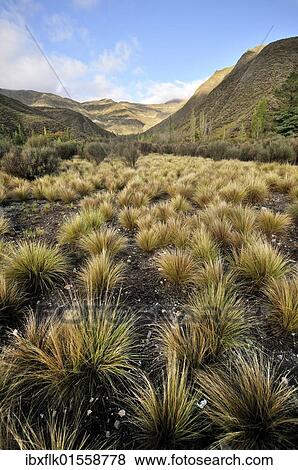 "Landscape in the Villavicencio Nature Reserve, Argentine Andes, Mendoza Province, Argentina, South America" View Large Photo Image Stock Photo - "Landscape in the Villavicencio Nature Reserve, Argentine Andes, Mendoza Province, Argentina, South America". Fotosearch