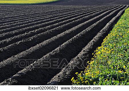 "Landscape, plowed field, in between flower meadows, Buchbach, Waldviertel region, Lower Austria, Austria, Europe" View Large Photo Image Stock Image - "Landscape, plowed field, in between flower meadows, Buchbach, Waldviertel region, Lower Austria, Austria, Europe". Fotosearch