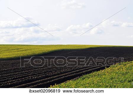 "Landscape, plowed field, in between flower meadows, Buchbach, Waldviertel region, Lower Austria, Austria, Europe" View Large Photo Image Stock Photo - "Landscape, plowed field, in between flower meadows, Buchbach, Waldviertel region, Lower Austria, Austria, Europe". Fotosearch