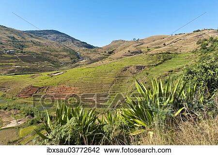 "Landscape, steep terraced rice fields paddies of the Betsileo people, rocky mountains, Anja-Park near Ambalavao, Madagascar, Africa" View Large Photo Image Stock Image - "Landscape, steep terraced rice fields paddies of the Betsileo people, rocky mountains, Anja-Park near Ambalavao, Madagascar, Africa". Fotosearch