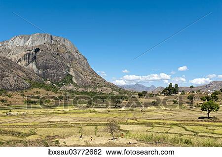 "Landscape, terraced rice paddies of the Betsileo people with a large rocky mountain, Anja-Park near Ambalavao, Madagascar, Africa" View Large Photo Image Stock Image - "Landscape, terraced rice paddies of the Betsileo people with a large rocky mountain, Anja-Park near Ambalavao, Madagascar, Africa". Fotosearch