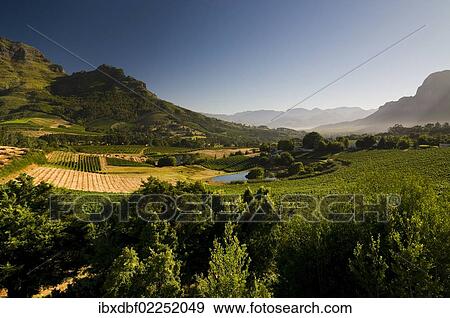 "Landscape, vineyards, Stellenbosch area, Western Cape, South Africa, Africa" View Large Photo Image Stock Photo - "Landscape, vineyards, Stellenbosch area, Western Cape, South Africa, Africa". Fotosearch
