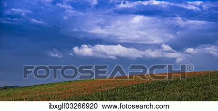 "Landscape with a field of poppies, near Sencenac-Puy-de-Fourches, Perigord, Dordogne, Aquitaine, France, Europe" View Large Photo Image Stock Image - "Landscape with a field of poppies, near Sencenac-Puy-de-Fourches, Perigord, Dordogne, Aquitaine, France, Europe". Fotosearch