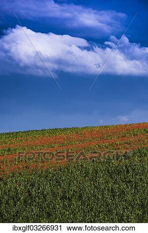 "Landscape with a field of poppies, near Sencenac-Puy-de-Fourches, Perigord, Dordogne, Aquitaine, France, Europe" View Large Photo Image Stock Image - "Landscape with a field of poppies, near Sencenac-Puy-de-Fourches, Perigord, Dordogne, Aquitaine, France, Europe". Fotosearch