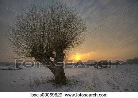 "Landscape with a pollard willow at sunset, Bislicher Insel, North Rhine-Westphalia, Germany, Europe" View Large Photo Image Stock Photo - "Landscape with a pollard willow at sunset, Bislicher Insel, North Rhine-Westphalia, Germany, Europe". Fotosearch