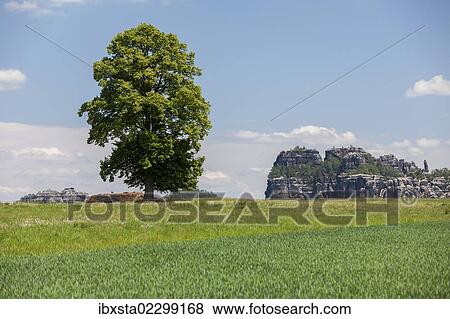 "Landscape with a tree near the Schrammsteine rock group, Elbe Sandstone Mountains, Saxony, Germany, Europe" View Large Photo Image Stock Photo - "Landscape with a tree near the Schrammsteine rock group, Elbe Sandstone Mountains, Saxony, Germany, Europe". Fotosearch