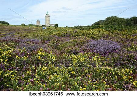 "Landscape with Bell Heather (Erica cinerea) and Common Gorse (Ulex europaeus) at Cap Frehel, Department Cotes-d'Armor, Brittany, France, Europe" View Large Photo Image Stock Photograph - "Landscape with Bell Heather (Erica cinerea) and Common Gorse (Ulex europaeus) at Cap Frehel, Department Cotes-d'Armor, Brittany, France, Europe". Fotosearch
