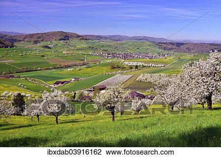 "Landscape with blooming cherry trees, Magden, Canton of Aargau, Switzerland, Europe" View Large Photo Image Stock Image - "Landscape with blooming cherry trees, Magden, Canton of Aargau, Switzerland, Europe". Fotosearch
