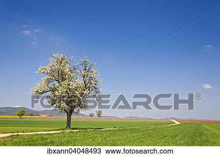 Stock Image - "Landscape with blossoming fruit tree, Southern Palatinate, Palatinate, Rhineland-Palatinate, Germany, Europe". Fotosearch