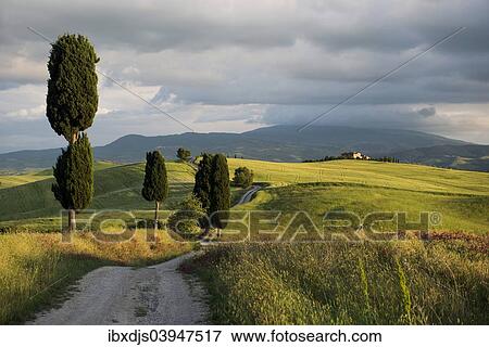 "Landscape with dirt road and cypresses, UNESCO World Heritage Site Val d'Orcia, near Pienza, Province of Siena, Tuscany, Italy, Europe" View Large Photo Image Stock Photo - "Landscape with dirt road and cypresses, UNESCO World Heritage Site Val d'Orcia, near Pienza, Province of Siena, Tuscany, Italy, Europe". Fotosearch