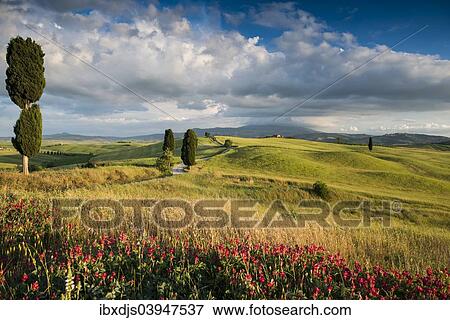 "Landscape with dirt road and cypresses, UNESCO World Heritage Site Val d'Orcia, near Pienza, Province of Siena, Tuscany, Italy, Europe" View Large Photo Image Stock Photo - "Landscape with dirt road and cypresses, UNESCO World Heritage Site Val d'Orcia, near Pienza, Province of Siena, Tuscany, Italy, Europe". Fotosearch