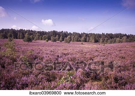 "Landscape with flowering Heather (Calluna vulgaris), heath blooming season, Luneburg Heath Nature Park, near Schneverdingen, Lower Saxony, Germany, Europe" View Large Photo Image Stock Image - "Landscape with flowering Heather (Calluna vulgaris), heath blooming season, Luneburg Heath Nature Park, near Schneverdingen, Lower Saxony, Germany, Europe". Fotosearch
