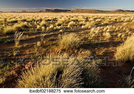 "Landscape with grass, Richtersveld National Park, Northern Cape, South Africa, Africa" View Large Photo Image Stock Photography - "Landscape with grass, Richtersveld National Park, Northern Cape, South Africa, Africa". Fotosearch