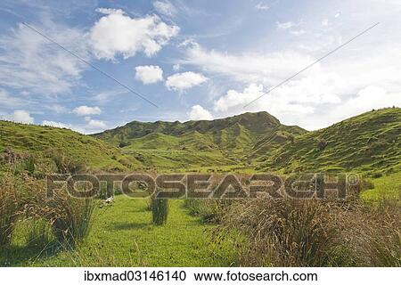 "Landscape with green hills and rushes, Coromandel, Coromandel Peninsula, North Island, New Zealand, Oceania" View Large Photo Image Stock Image - "Landscape with green hills and rushes, Coromandel, Coromandel Peninsula, North Island, New Zealand, Oceania". Fotosearch