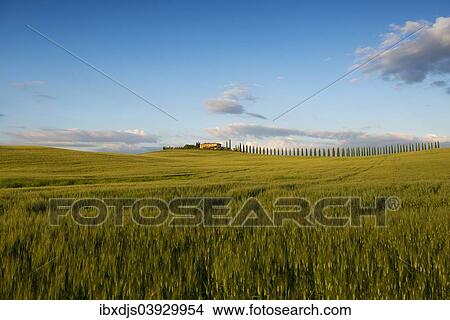 "Landscape with hills and estate with cypress trees, evening light, Val d'Orcia, UNESCO World Heritage Site, near San Quirico d'Orcia, Province of Siena, Tuscany, Italy, Europe" View Large Photo Image Picture - "Landscape with hills and estate with cypress trees, evening light, Val d'Orcia, UNESCO World Heritage Site, near San Quirico d'Orcia, Province of Siena, Tuscany, Italy, Europe". Fotosearch