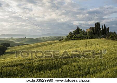 "Landscape with hills and farm with cypress trees, morning light, Val d'Orcia, UNESCO World Heritage Site, near San Quirico d'Orcia, Province of Siena, Tuscany, Italy, Europe" View Large Photo Image Stock Image - "Landscape with hills and farm with cypress trees, morning light, Val d'Orcia, UNESCO World Heritage Site, near San Quirico d'Orcia, Province of Siena, Tuscany, Italy, Europe". Fotosearch