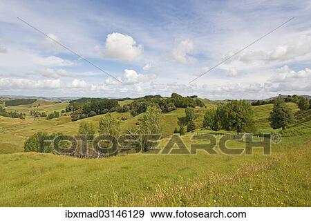 "Landscape with hilly meadows, Coromandel, Coromandel Peninsula, North Island, New Zealand, Oceania" View Large Photo Image Stock Photo - "Landscape with hilly meadows, Coromandel, Coromandel Peninsula, North Island, New Zealand, Oceania". Fotosearch