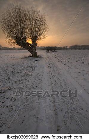 "Landscape with pollard willows at sunset, Bislicher Insel, North Rhine-Westphalia, Germany, Europe" View Large Photo Image Stock Photo - "Landscape with pollard willows at sunset, Bislicher Insel, North Rhine-Westphalia, Germany, Europe". Fotosearch