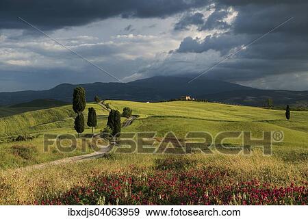 "Landscape with rural road, near Pienza, Val d'Orcia, Province of Siena, Tuscany, Italy, Europe" View Large Photo Image Stock Photo - "Landscape with rural road, near Pienza, Val d'Orcia, Province of Siena, Tuscany, Italy, Europe". Fotosearch