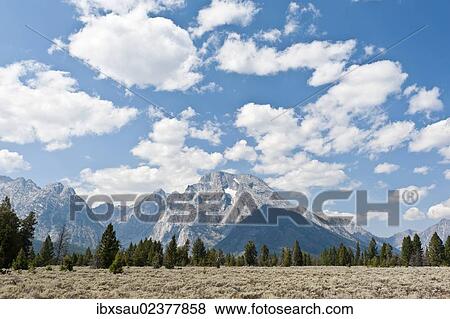 Stock Photo - "Landscape with Sagebrush (Artemisia tridentata), forest and Mount Moran, Grand Teton National Park, Teton Range, Rocky Mountains, Wyoming, Western United States, United States of America, North America". Fotosearch