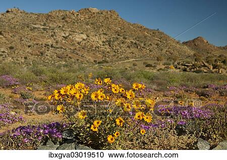 Stock Image - "Landscape with spring flowers, Goegap Nature Reserve, Goegap Naturreservat, Northern Cape, South Africa, Africa". Fotosearch