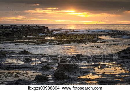 Picture - "Landscape with sunset on the rocky coast, Curio Bay, The Catlins, South Island, New Zealand, Oceania". Fotosearch