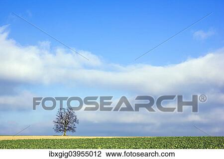 "Landscape with tree, Velke Petrovice, Nachod district, Kralovehradecky region, Czech Republic, Europe" View Large Photo Image Stock Image - "Landscape with tree, Velke Petrovice, Nachod district, Kralovehradecky region, Czech Republic, Europe". Fotosearch